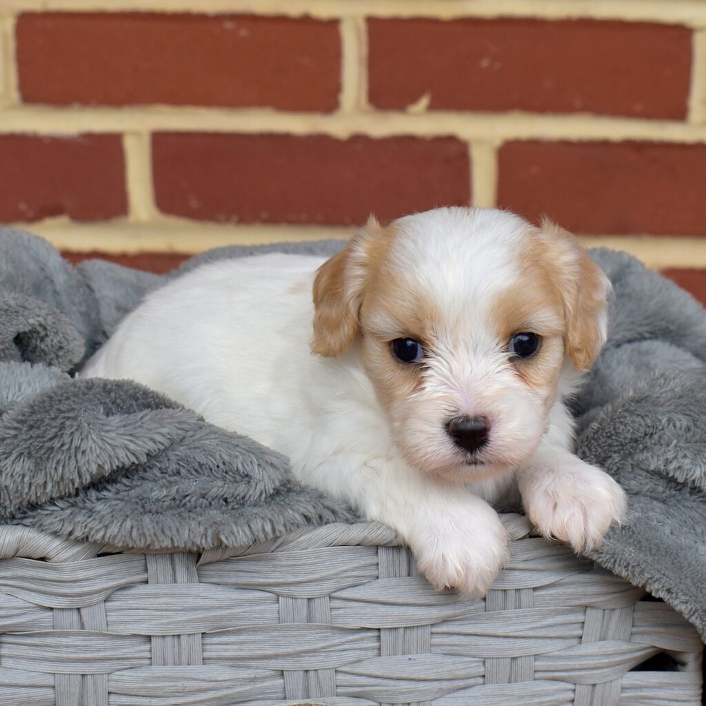 cavalier king charles mix puppies for sale near ny