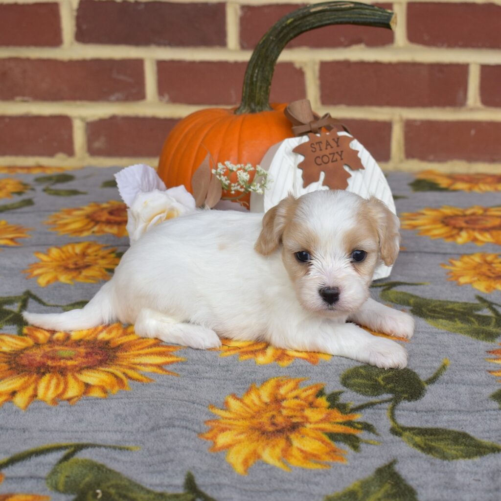 cavalier king charles mix puppies for sale pa