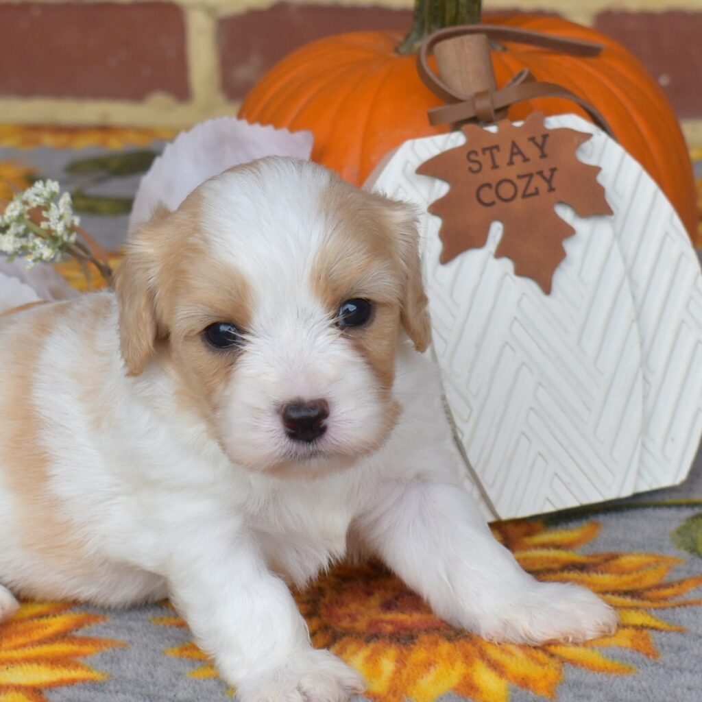 cavalier king charles spaniel mix