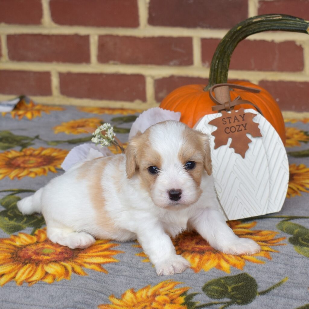 cavalier king charles spaniel mix for sale