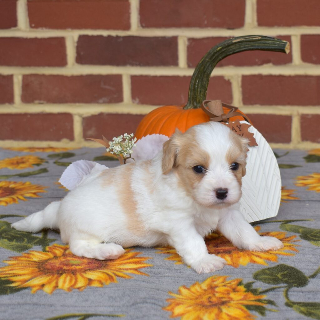 cavalier king charles spaniel mix for sale near me