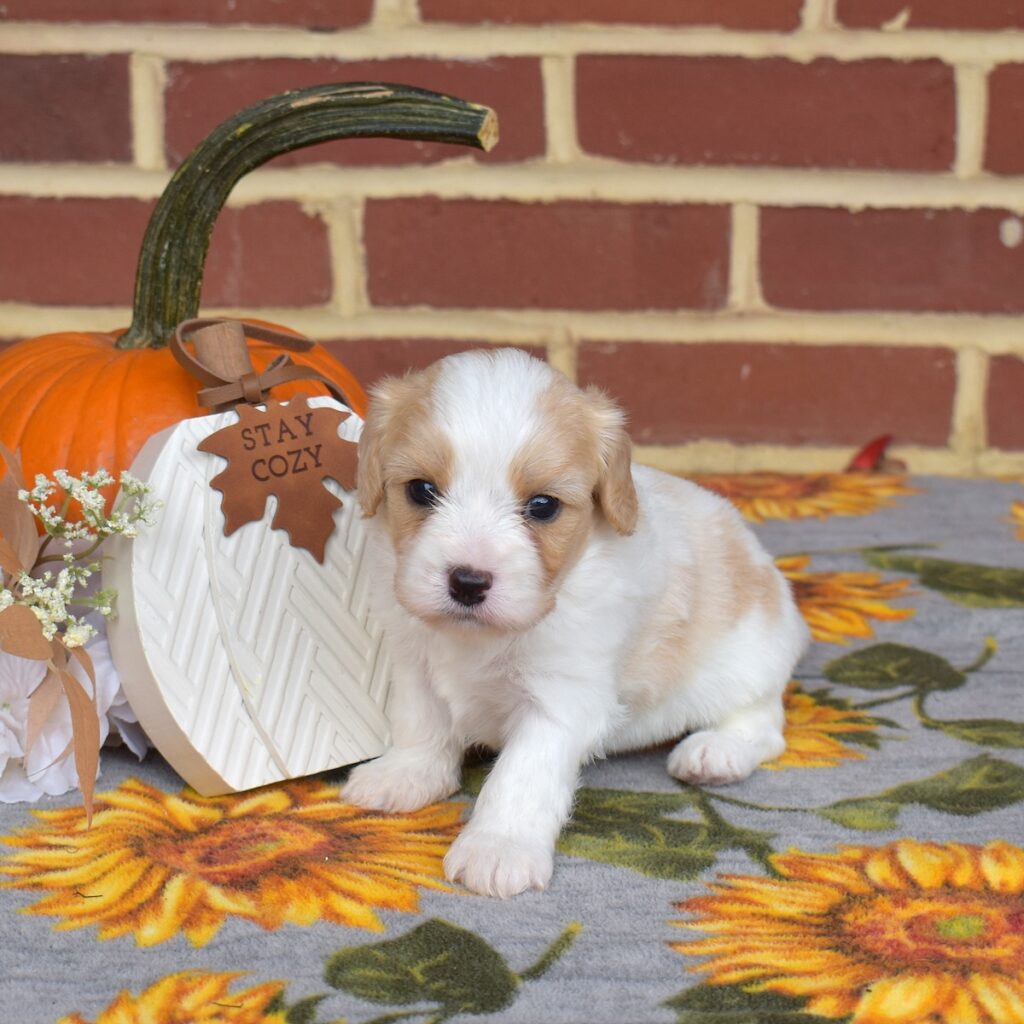 cavalier king charles spaniel mix for sale near ny