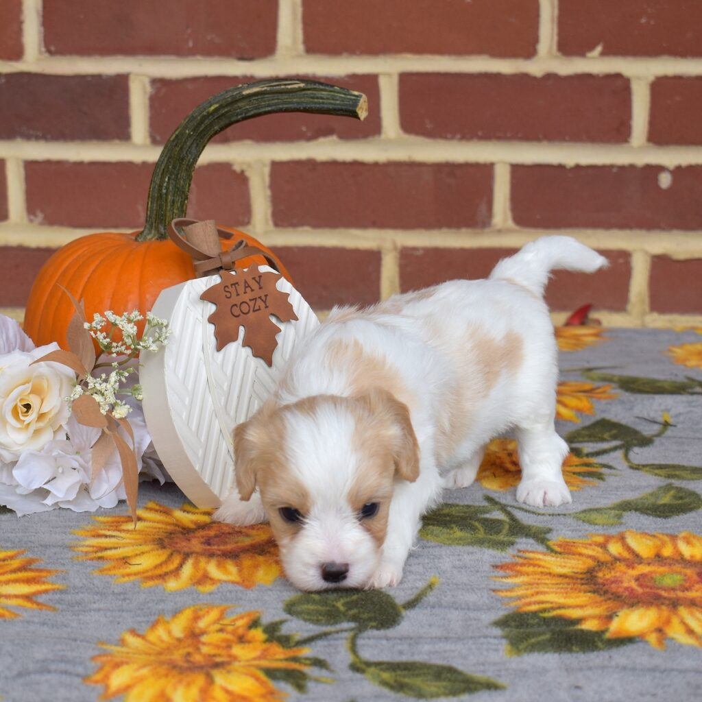 cavalier king charles spaniel mix puppies