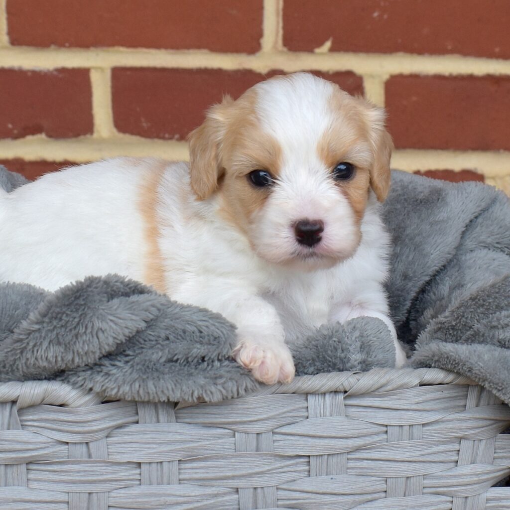 cavalier king charles spaniel mix puppy