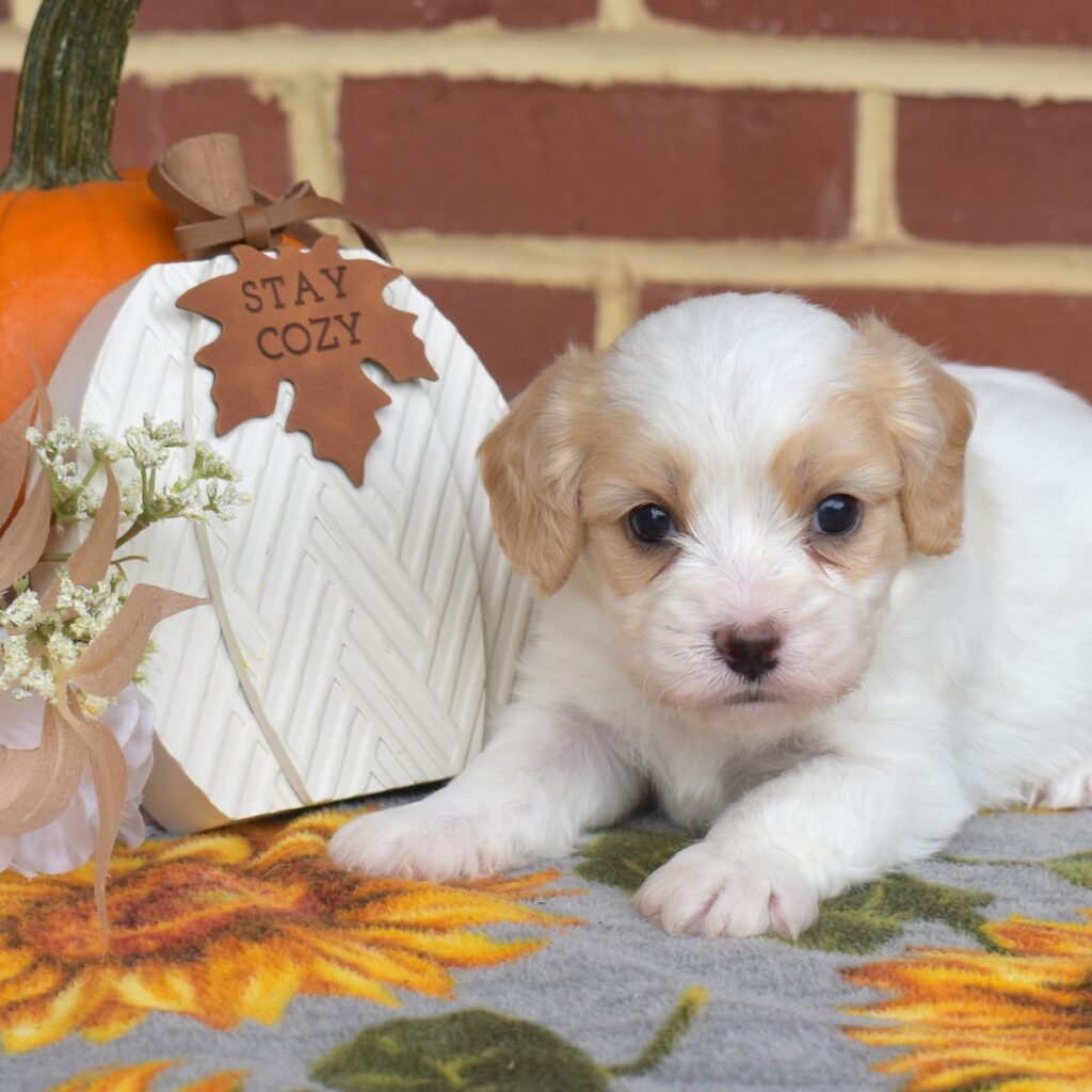 cavalier king charles spaniel mixes