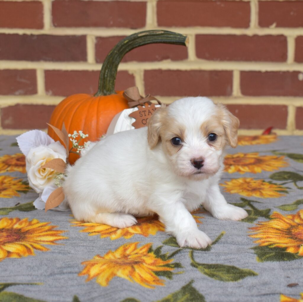 cavalier king charles spaniel mixes for sale