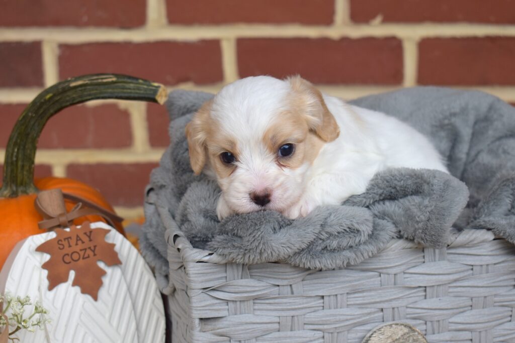 cavalier king charles spaniel mixes for sale near dc