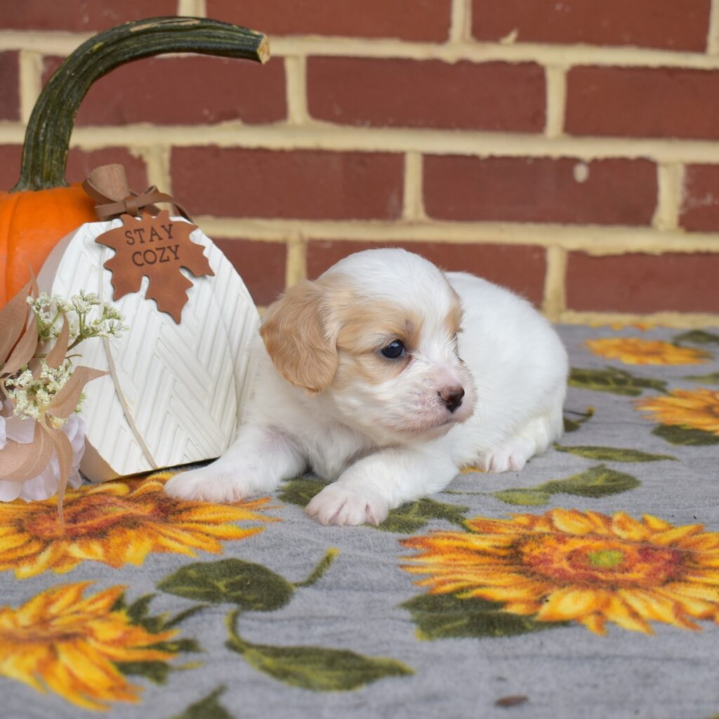 cavalier king charles spaniel mixes for sale near me