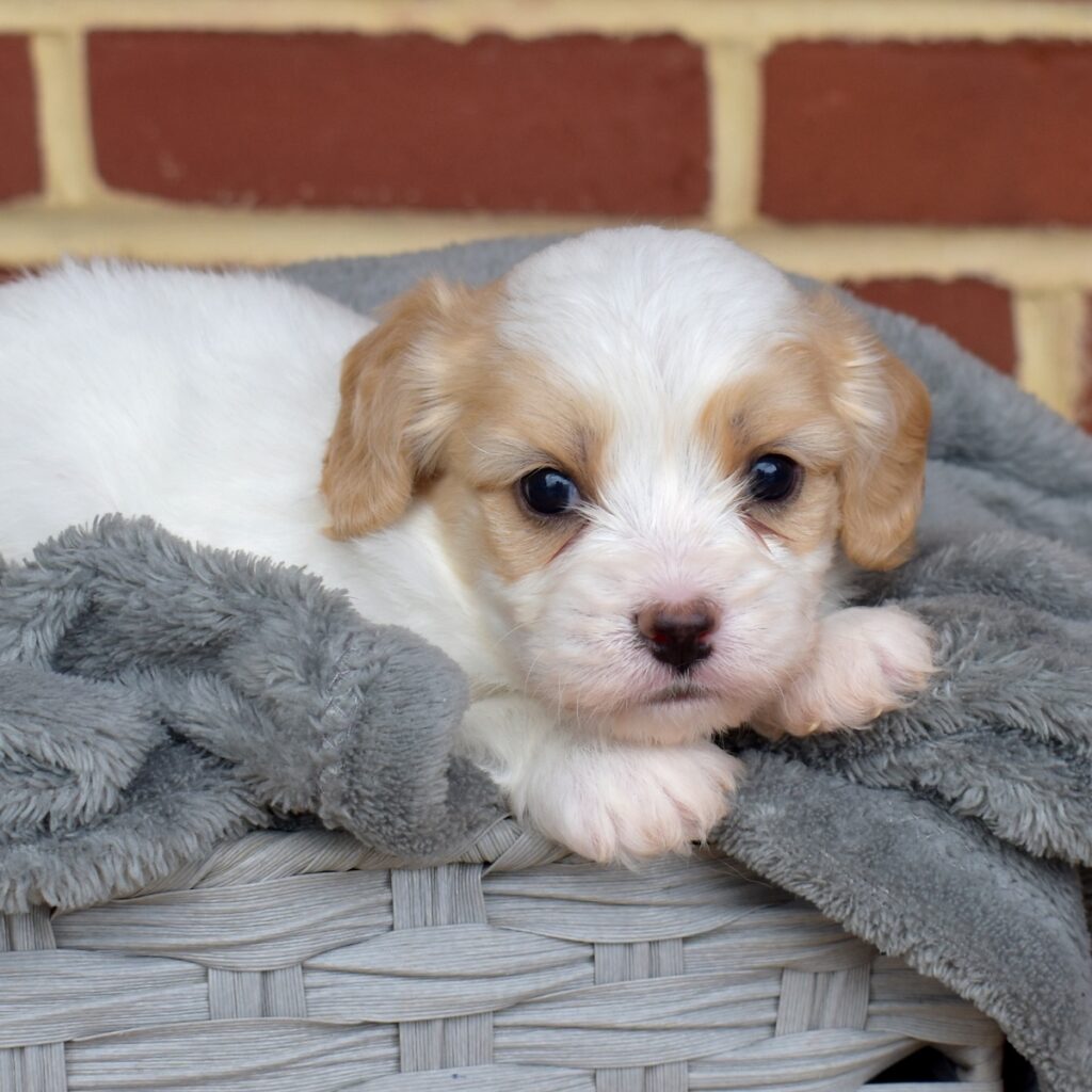 cavalier king charles spaniel mixes for sale near ny
