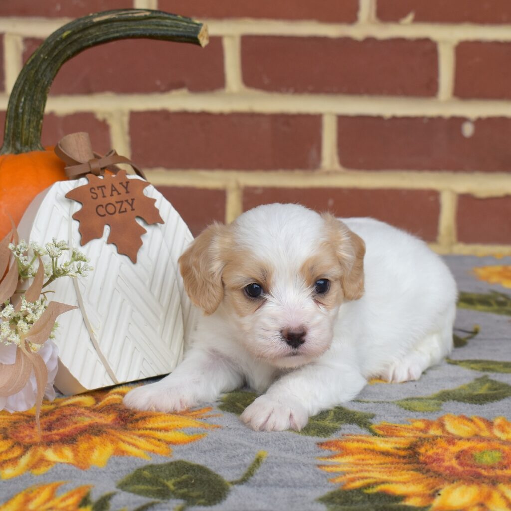 cavalier king charles spaniel mixes for sale pa