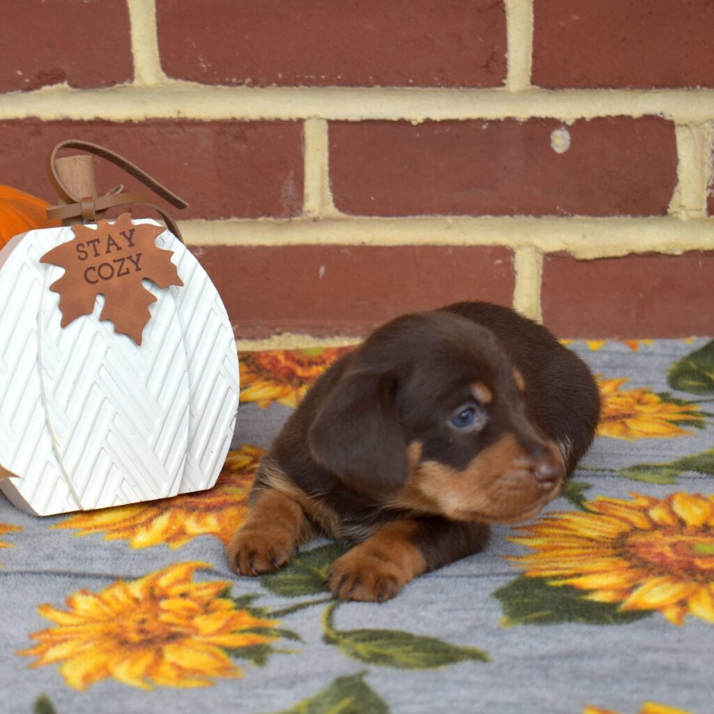chocolate and tan dachshund