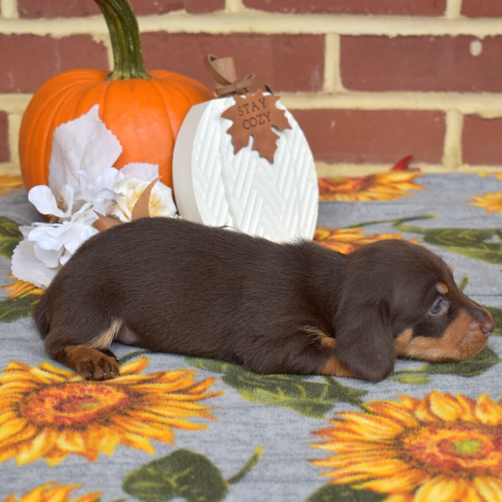 chocolate and tan dachshund for sale