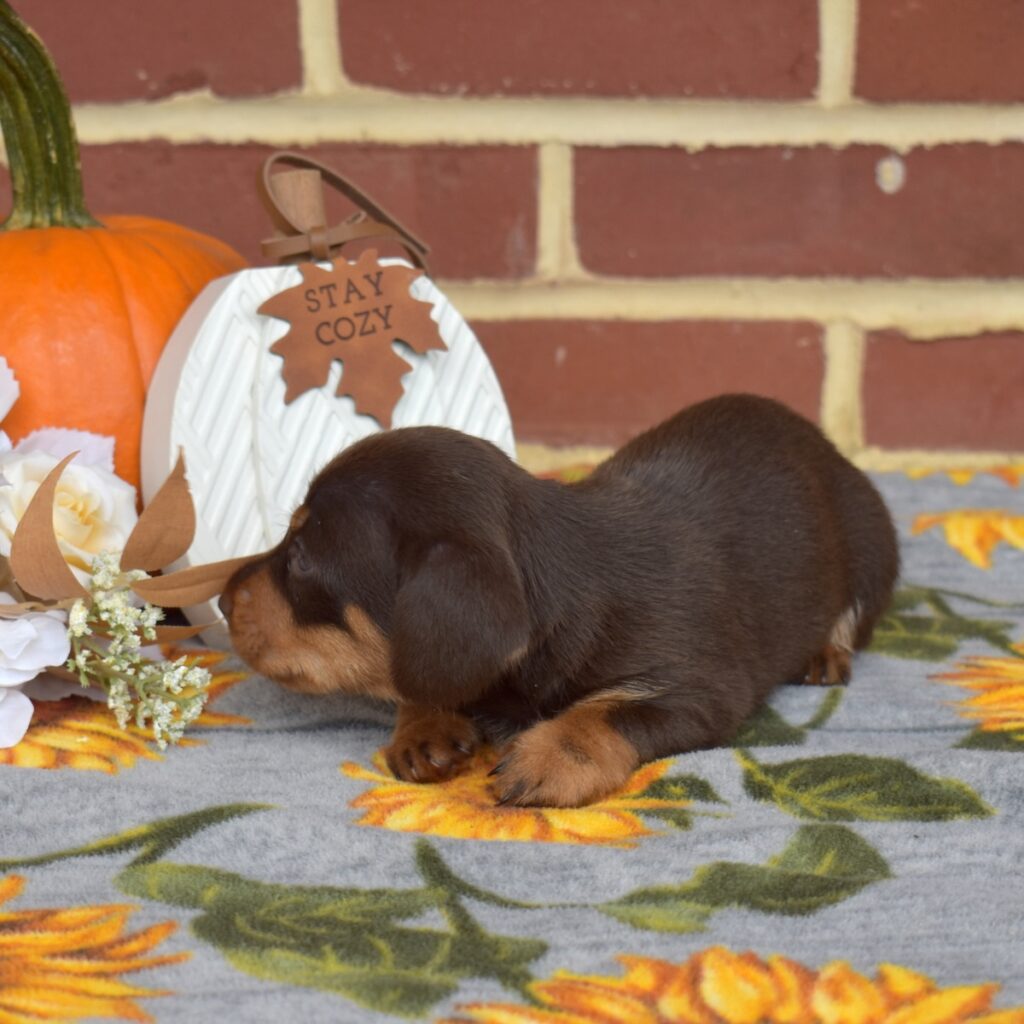 chocolate and tan dachshund for sale near dc