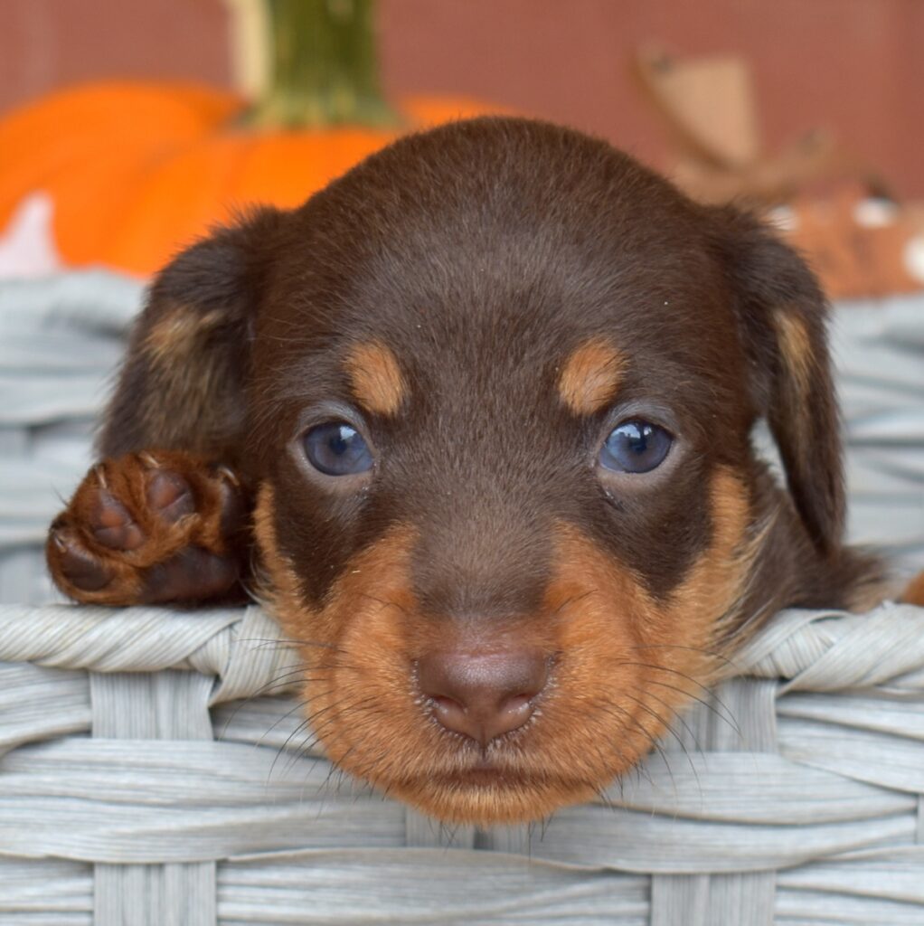 chocolate and tan dachshund for sale near me
