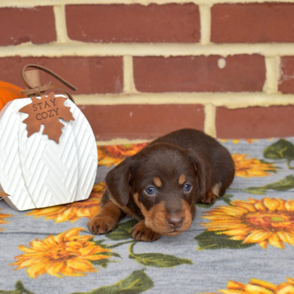 chocolate and tan dachshund for sale near nj