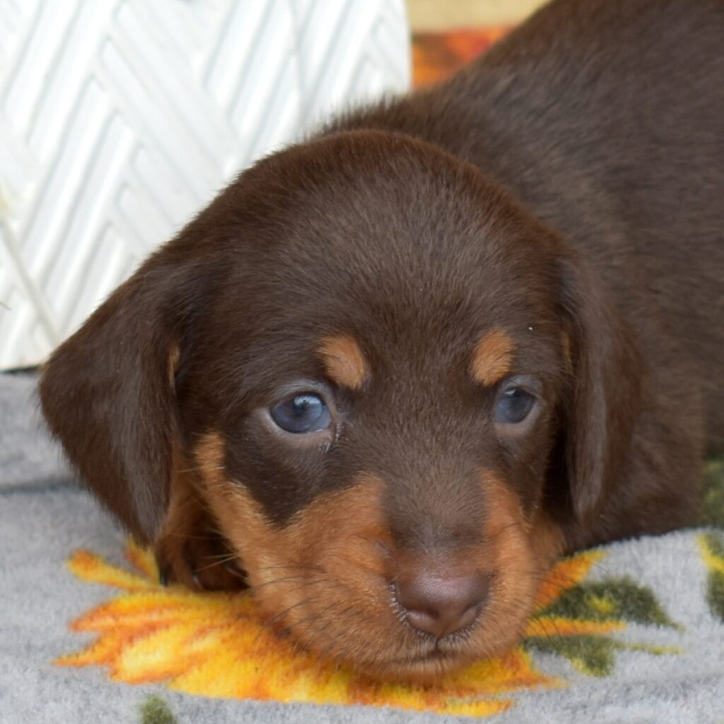 chocolate and tan dachshund for sale near ny