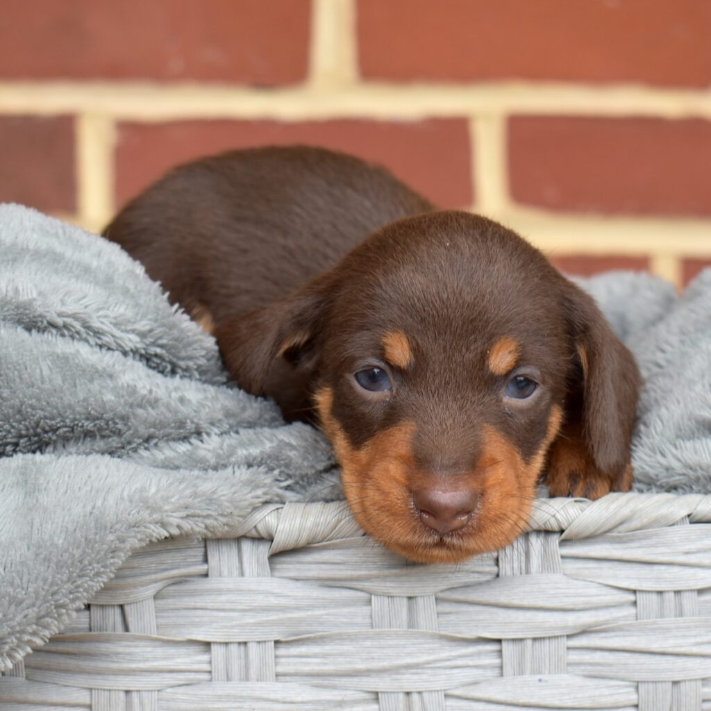 chocolate and tan dachshund for sale pa