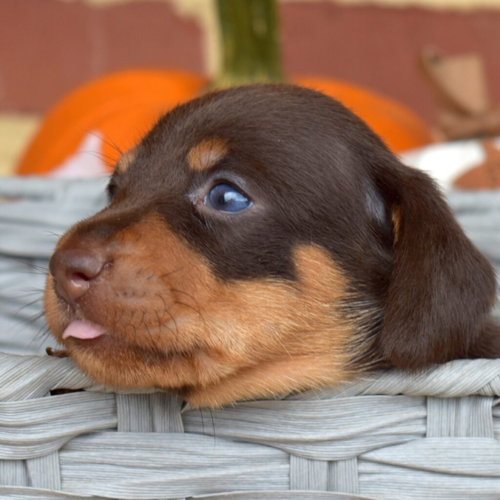 chocolate and tan dachshund puppies