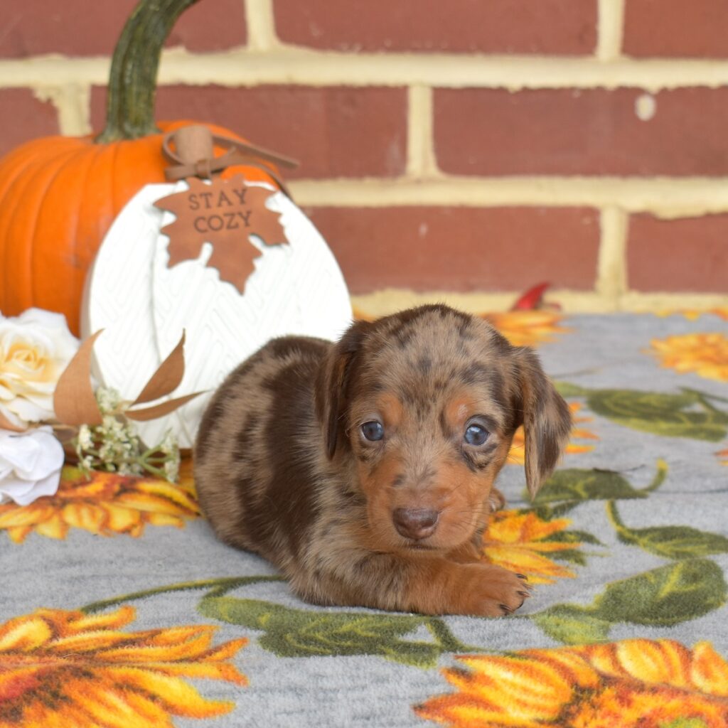 chocolate dapple mini dachshund