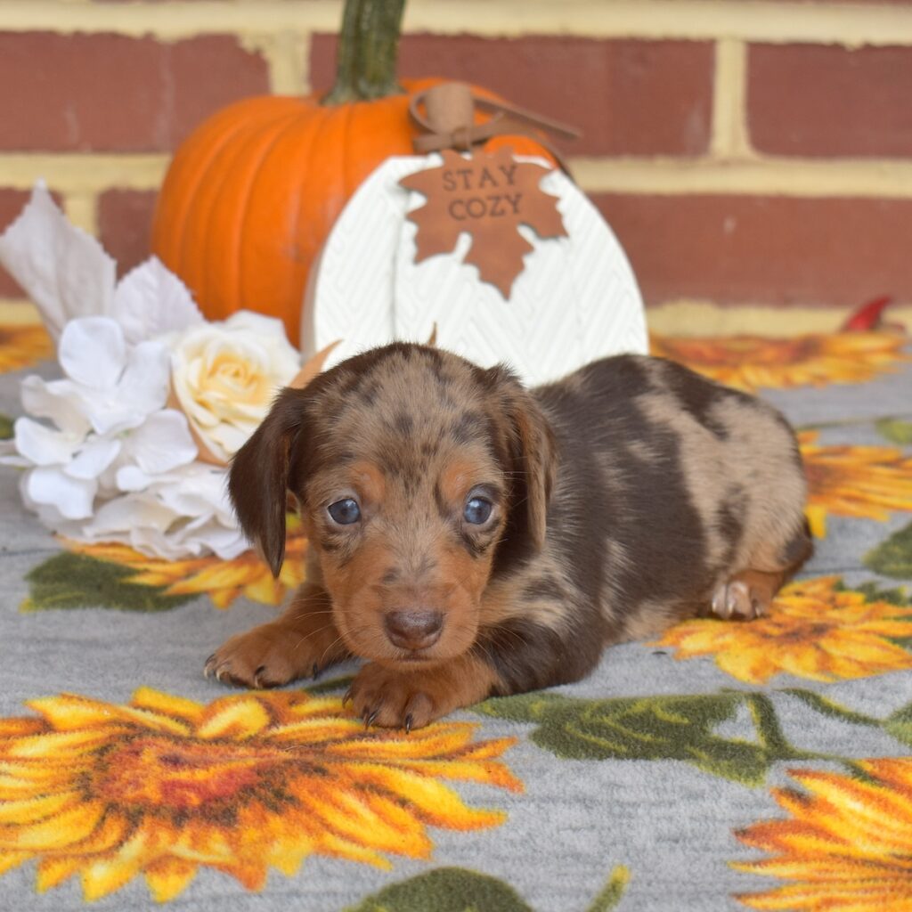 chocolate dapple mini dachshund for sale