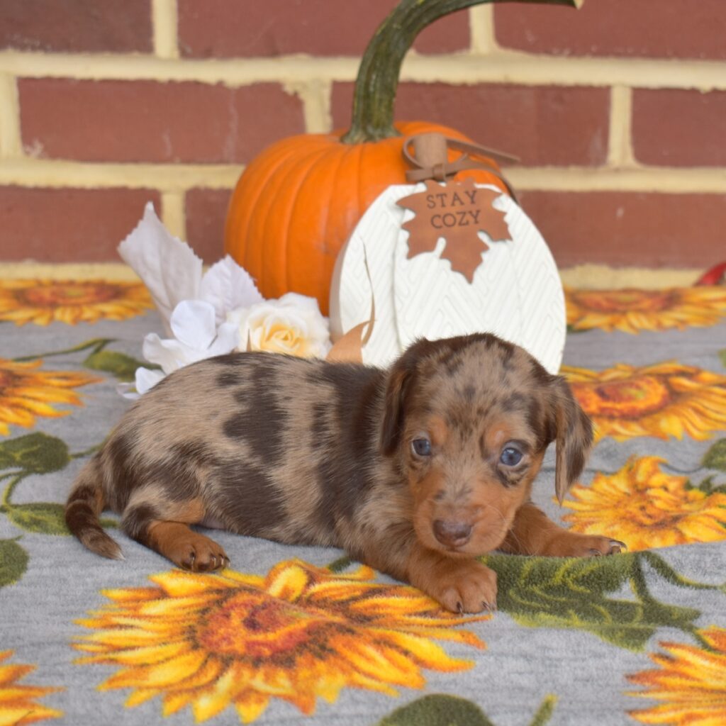 chocolate dapple mini dachshund for sale near me