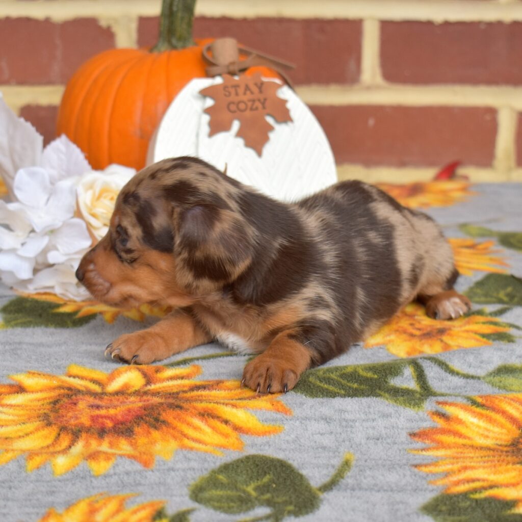 chocolate dapple mini dachshund for sale pa