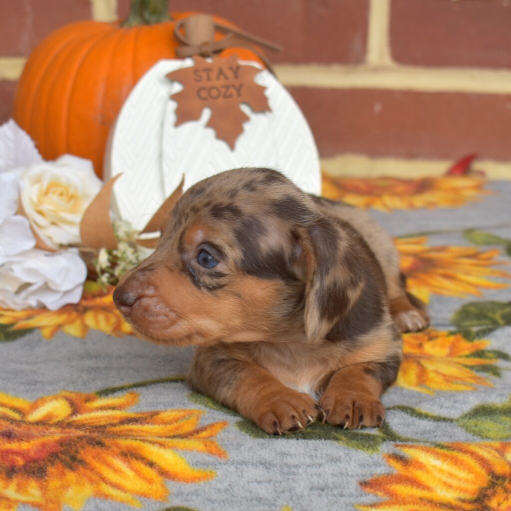 chocolate dapple mini dachshund puppies