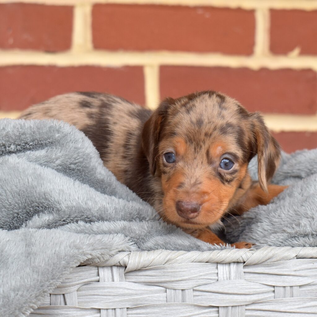 chocolate dapple mini dachshund puppies for sale_