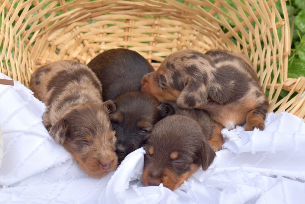 dachshund puppies pa