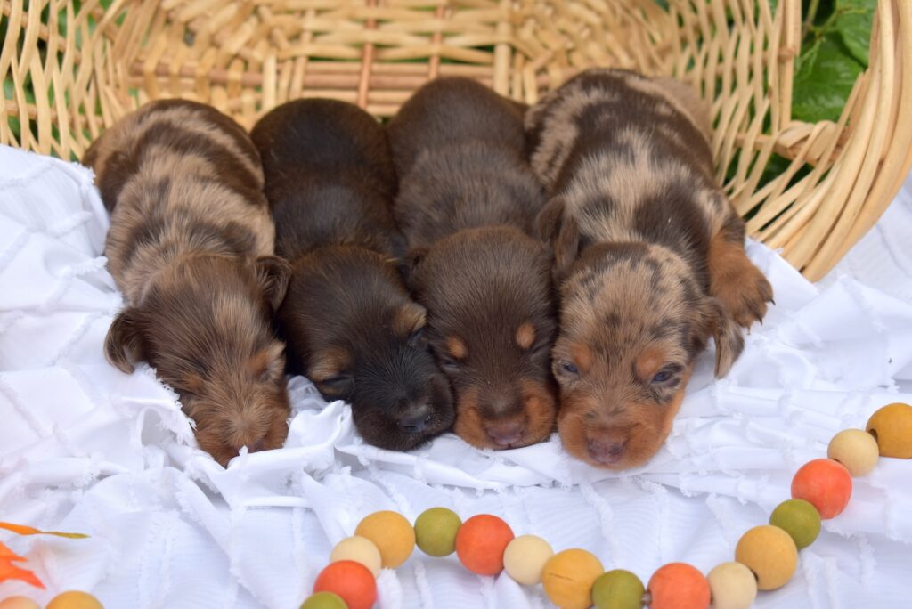 dachshund puppies pa breeder