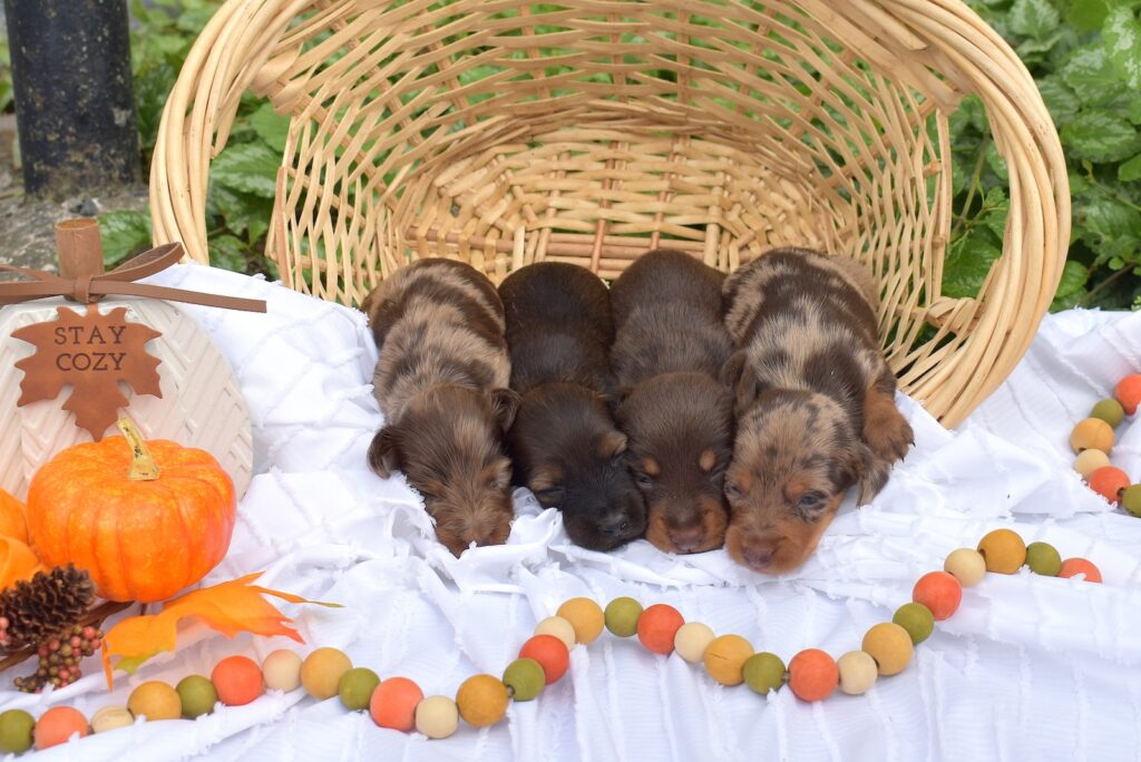 dachshund puppies pa for sale