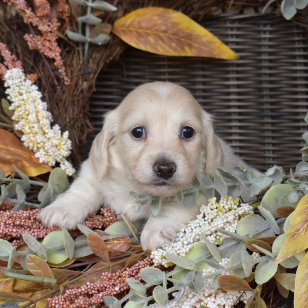 english cream dachshund puppies for sale