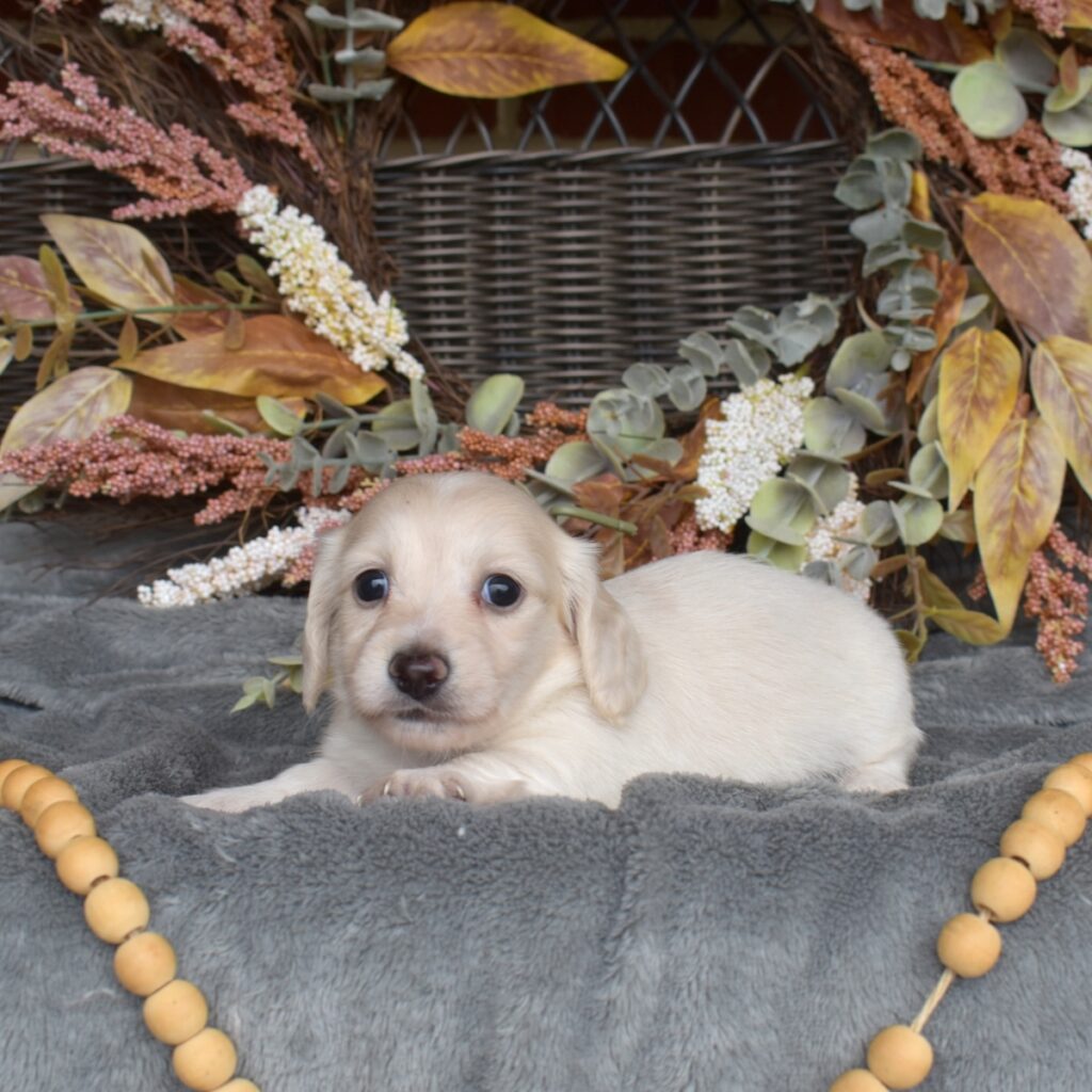 english cream dachshund puppies for sale ar nj