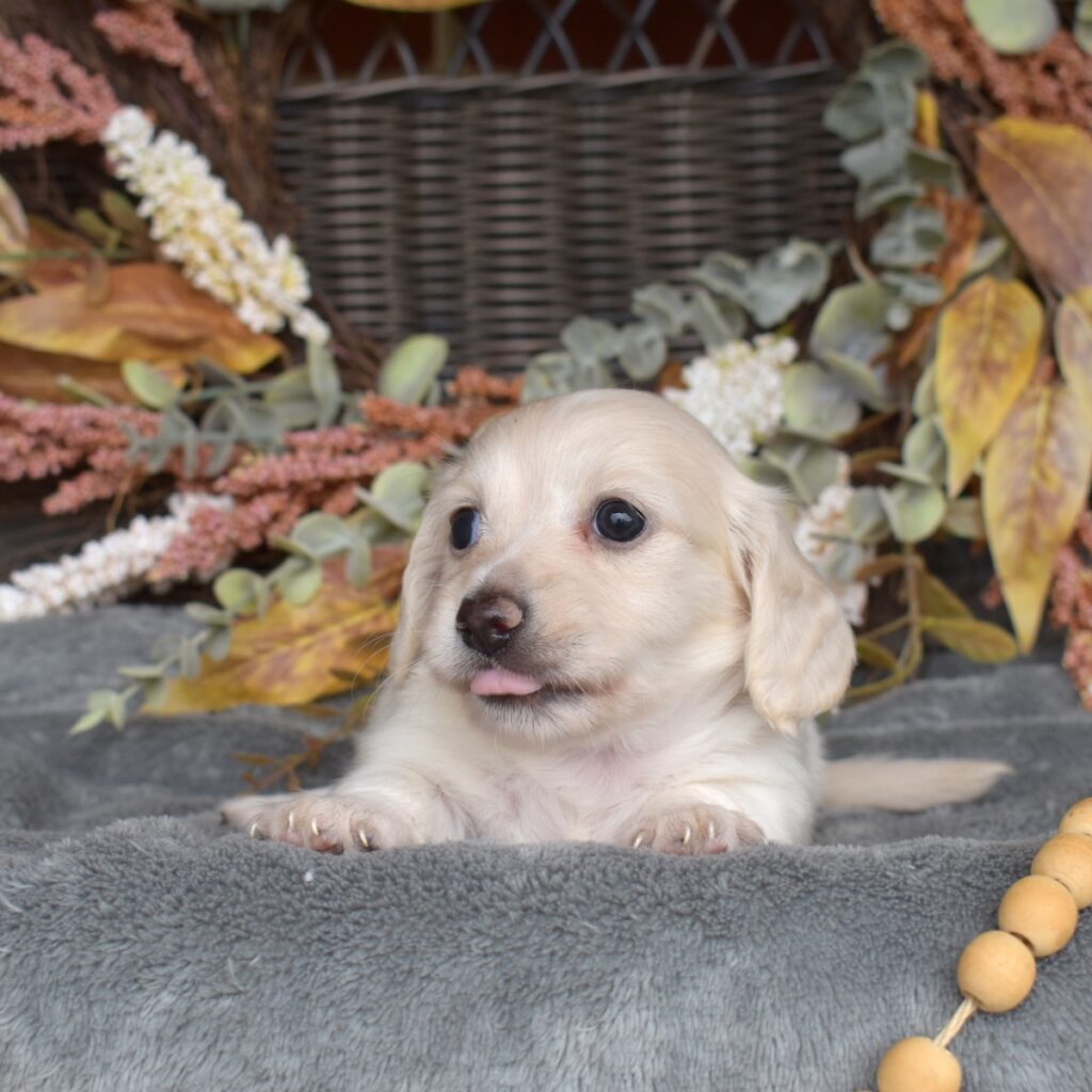 english cream dachshund puppies for sale near md