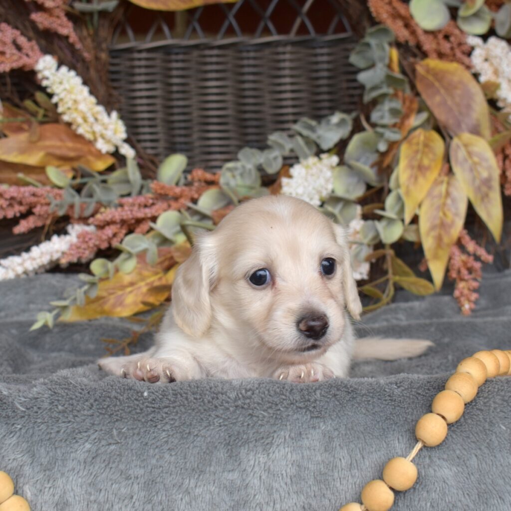 english cream dachshund puppies for sale near me