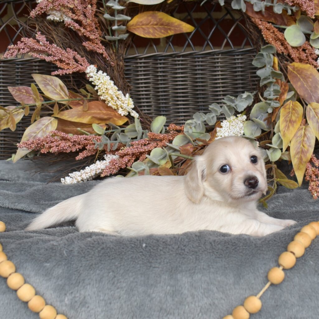 english cream dachshund puppies for sale near ny