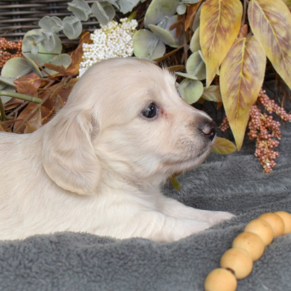 english cream dachshund puppies for sale pa