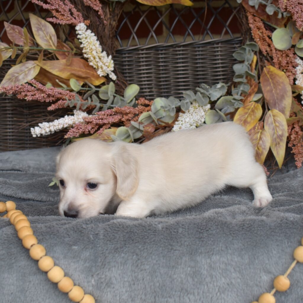 english cream long haired dachshund