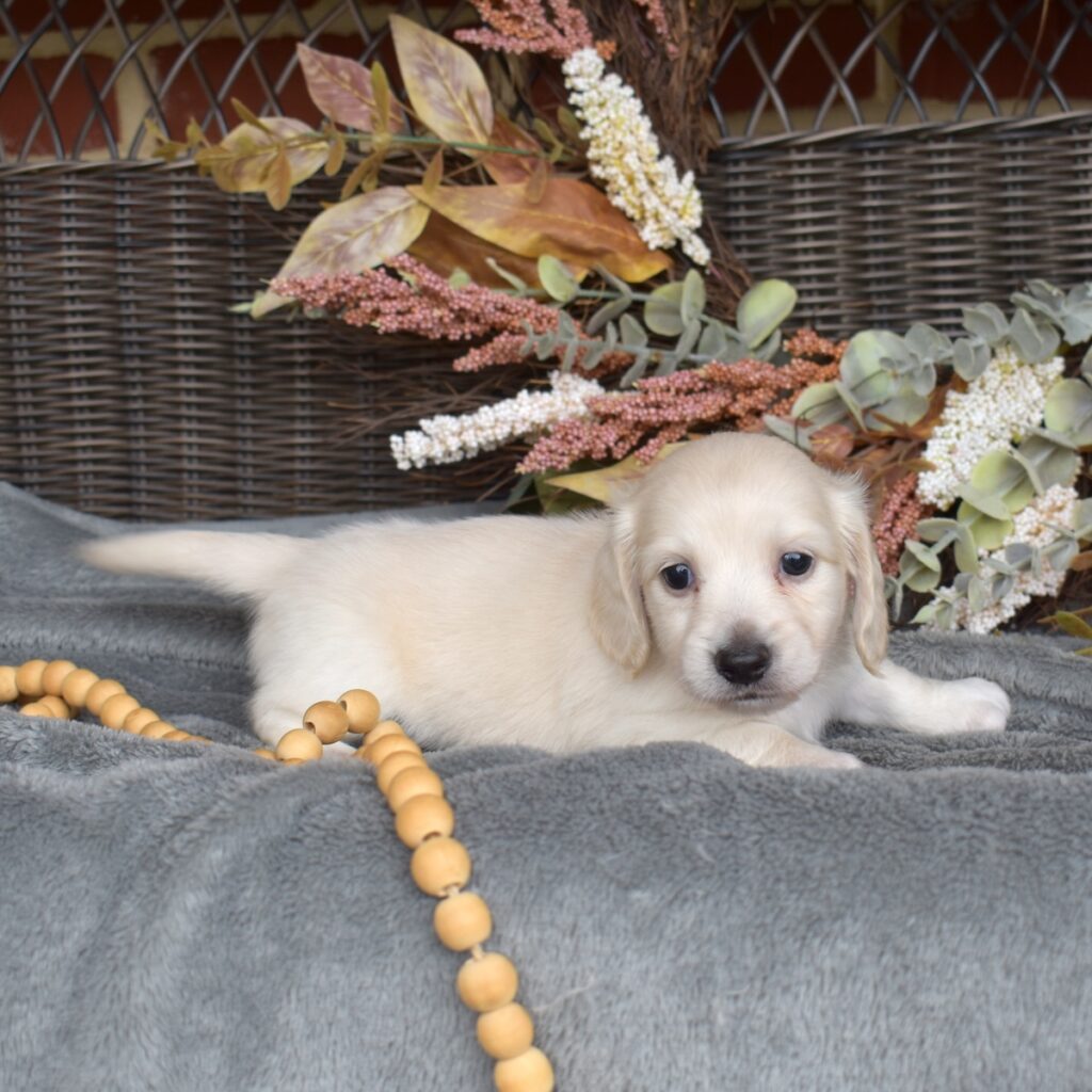 english cream long haired dachshund for sale