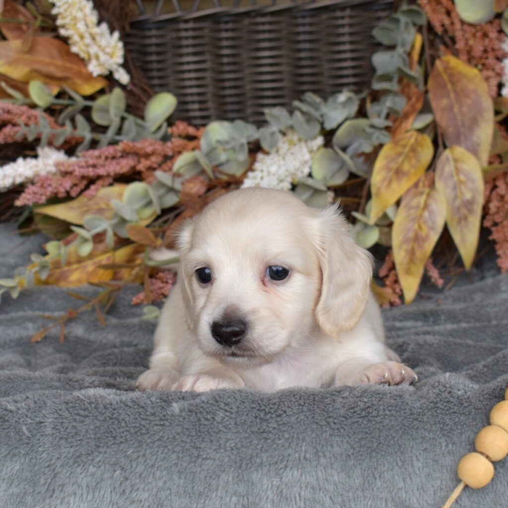 english cream long haired dachshund for sale near dc