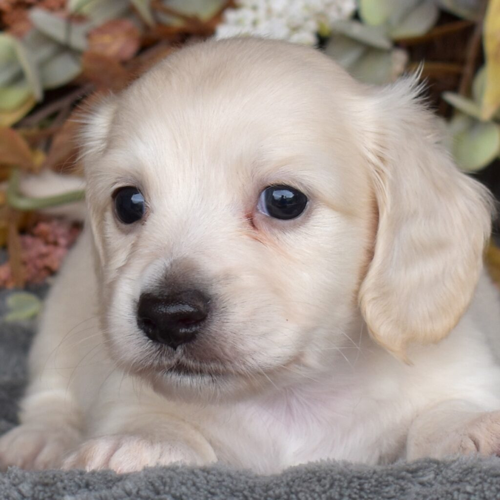 english cream long haired dachshund for sale near me
