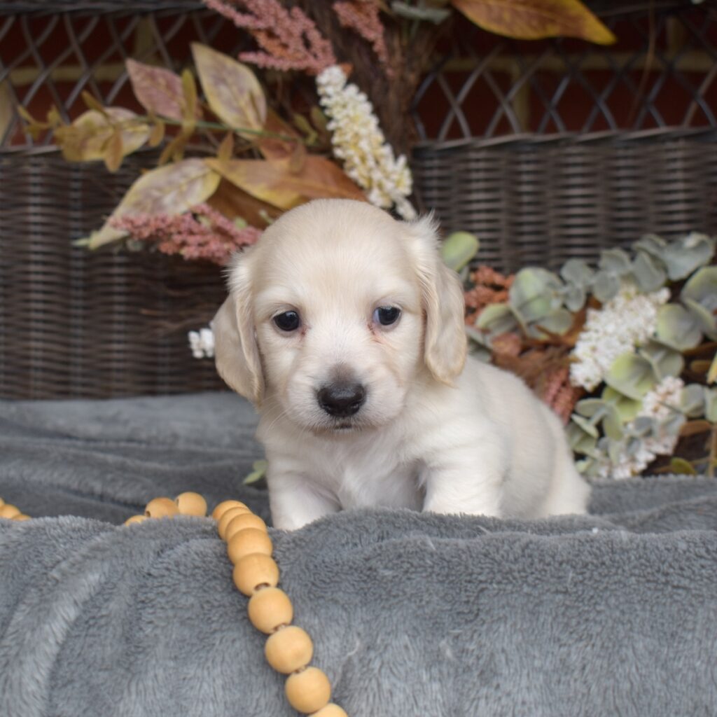 english cream long haired dachshund for sale pa