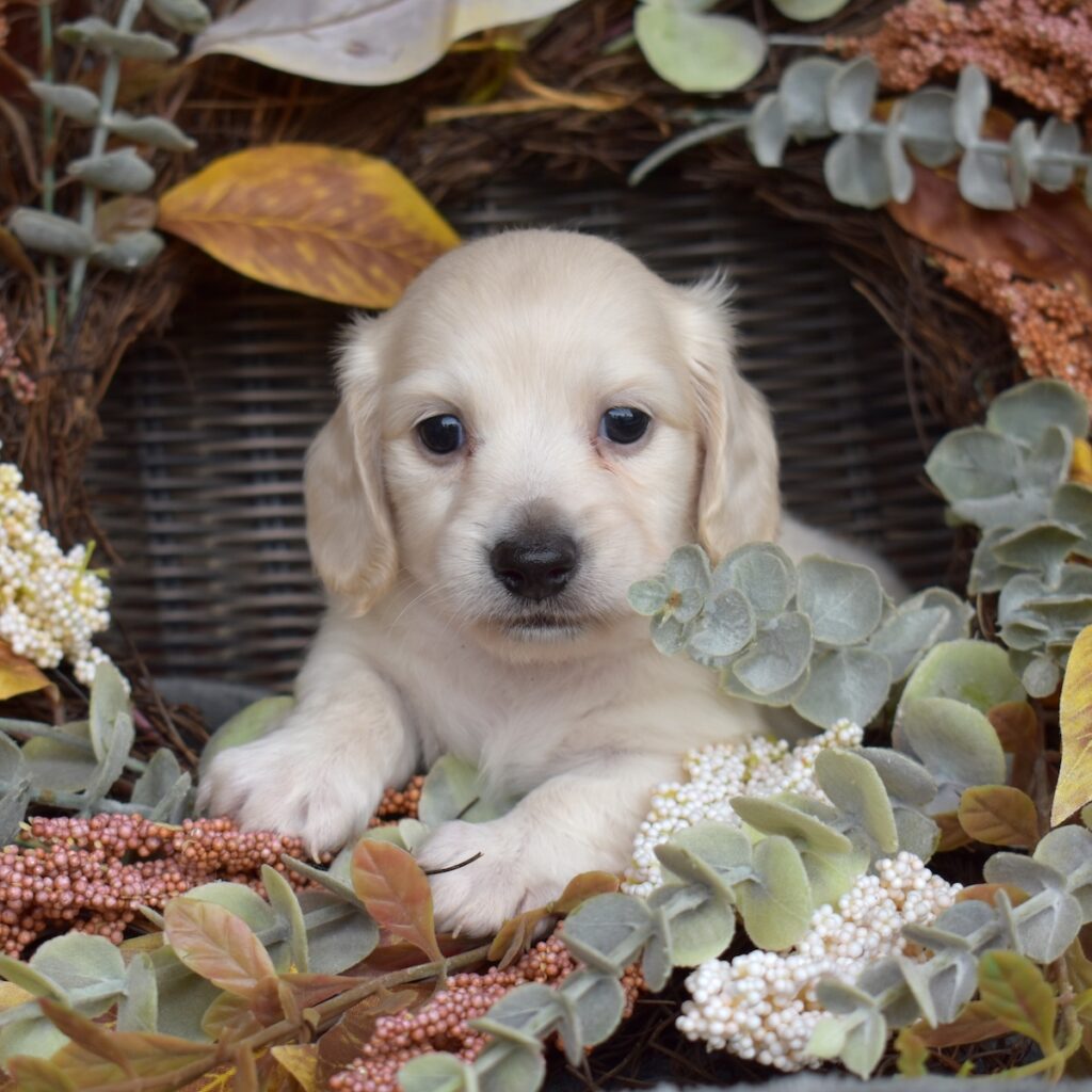 english cream long haired dachshund puppies