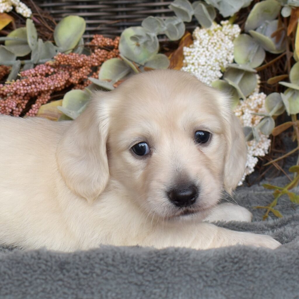 english cream mini dachshund
