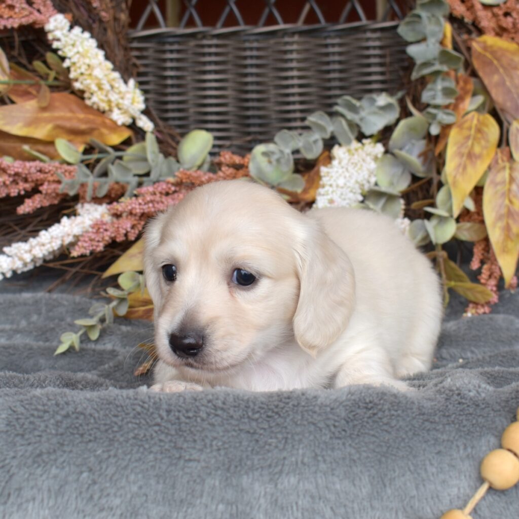 english cream mini dachshund for sale near dc