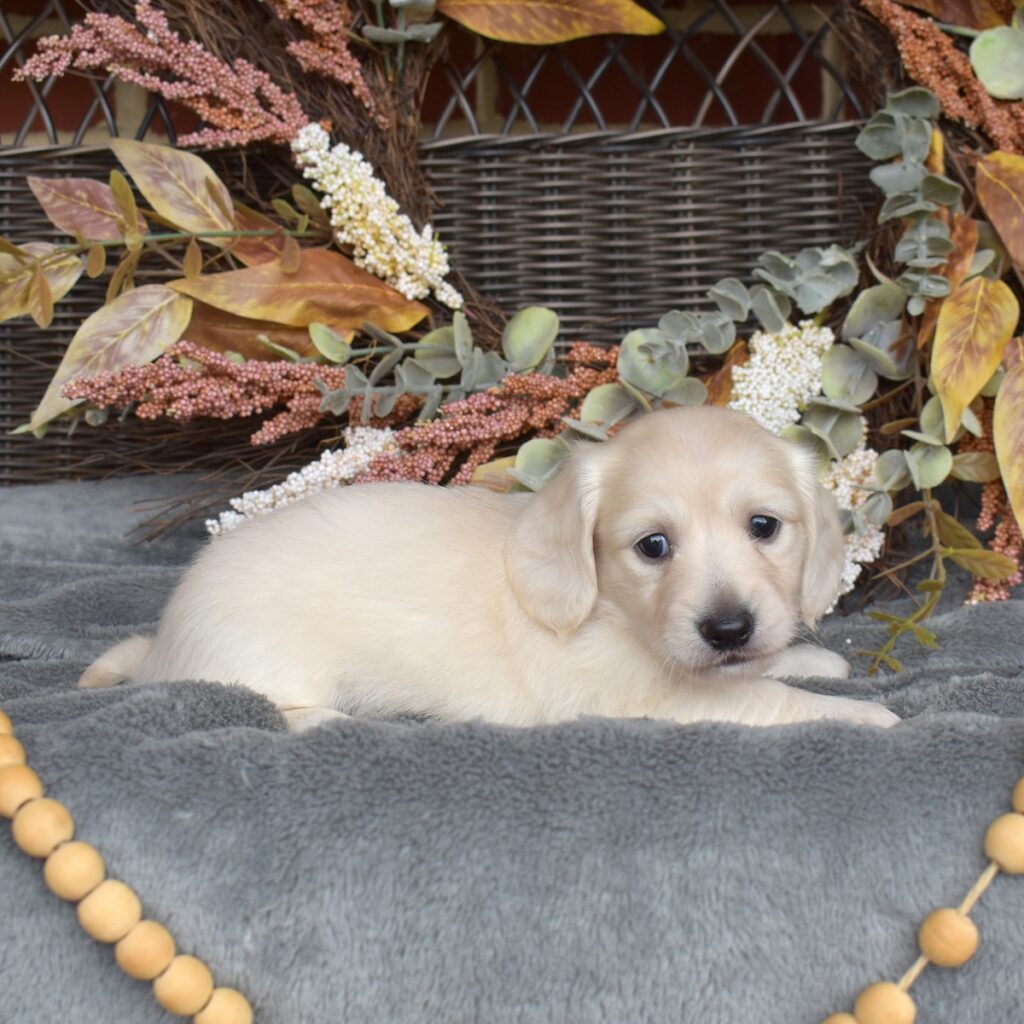 english cream mini dachshund for sale near me