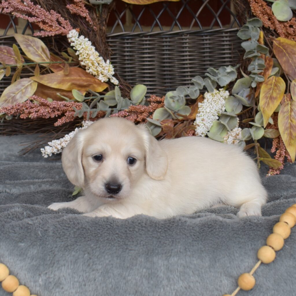 english cream mini dachshund for sale pa