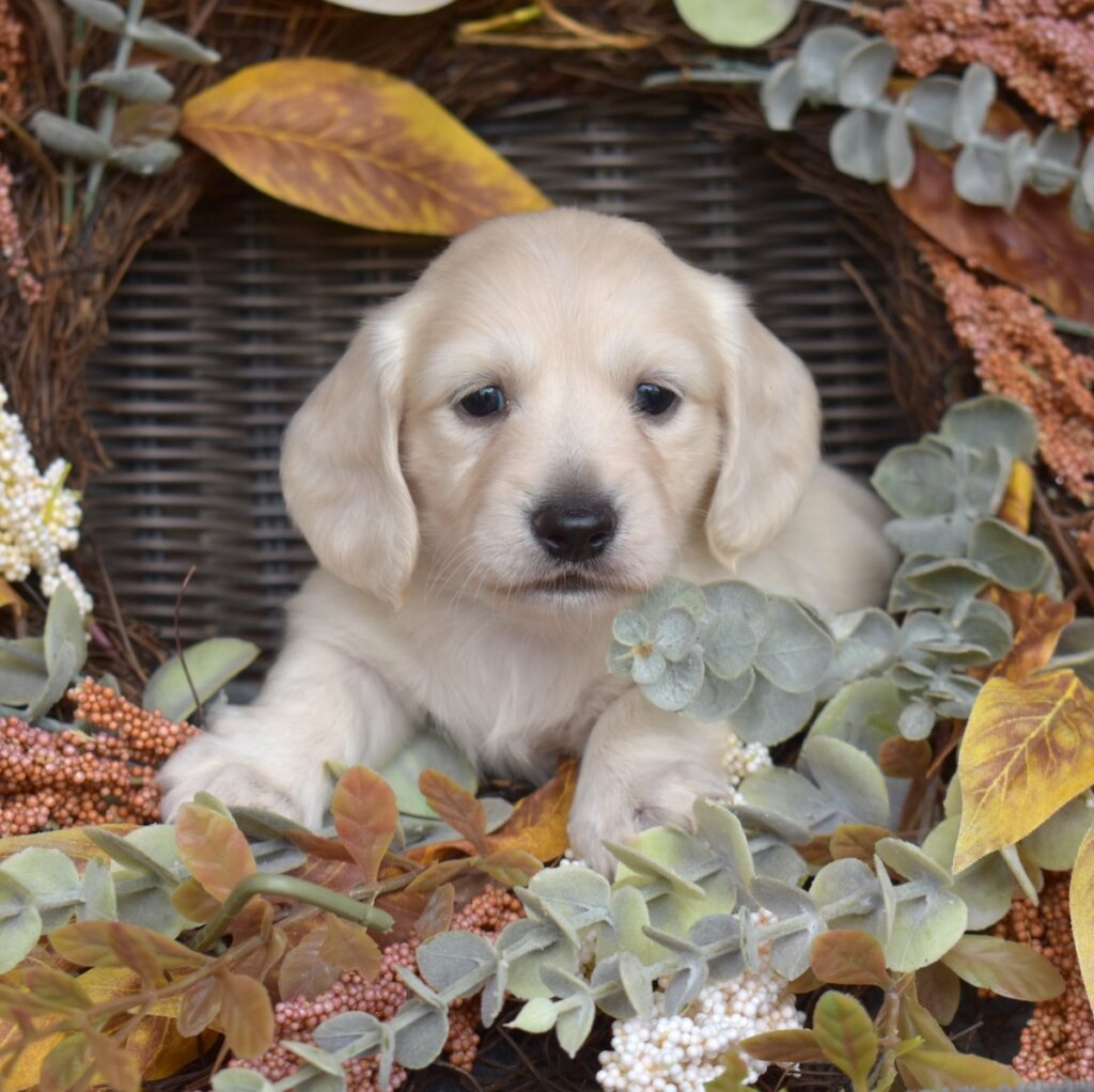 english cream mini dachshund puppies