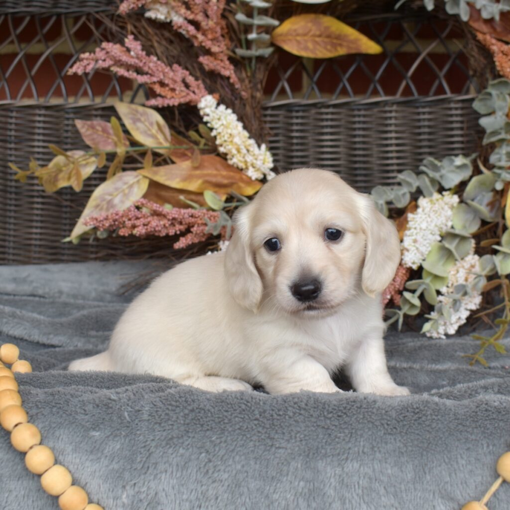 english cream mini dachshund puppies for sale