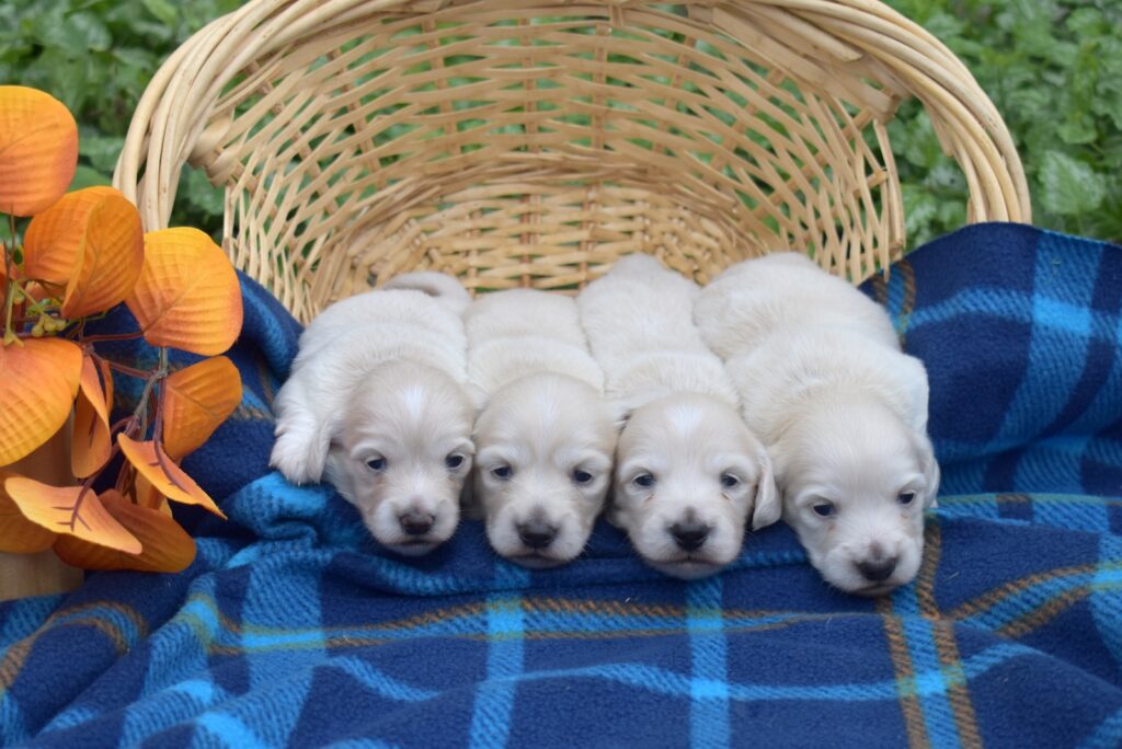 english cream mini dachshunds